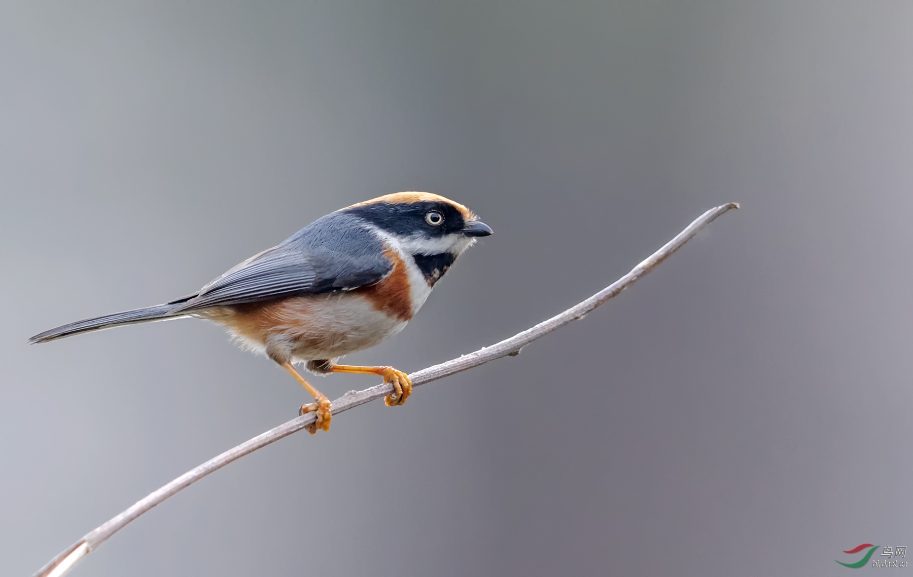 ��ͷ��βɽȸ