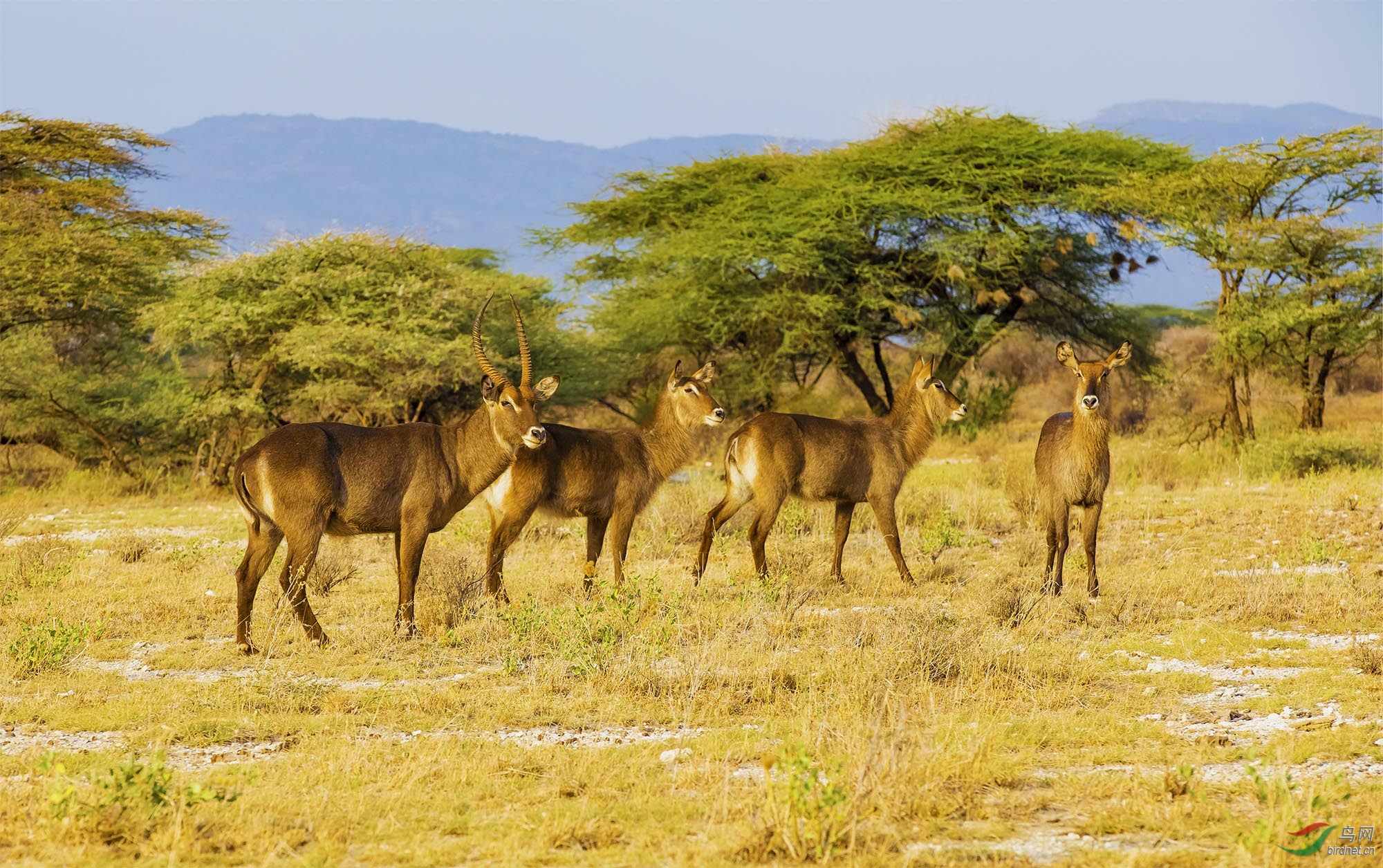 非洲草原——水羚羊
