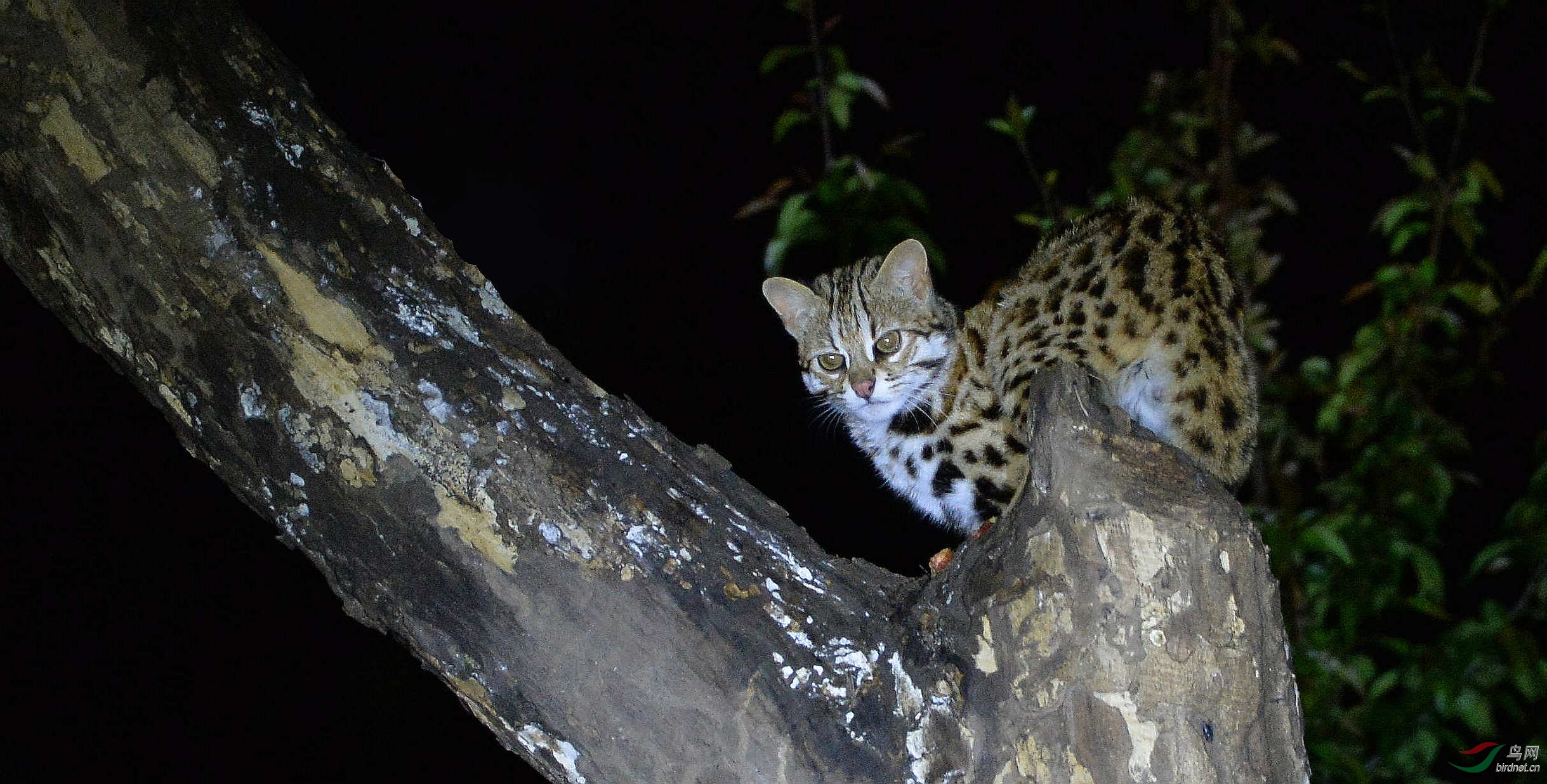 夜猫子的眼睛豹猫