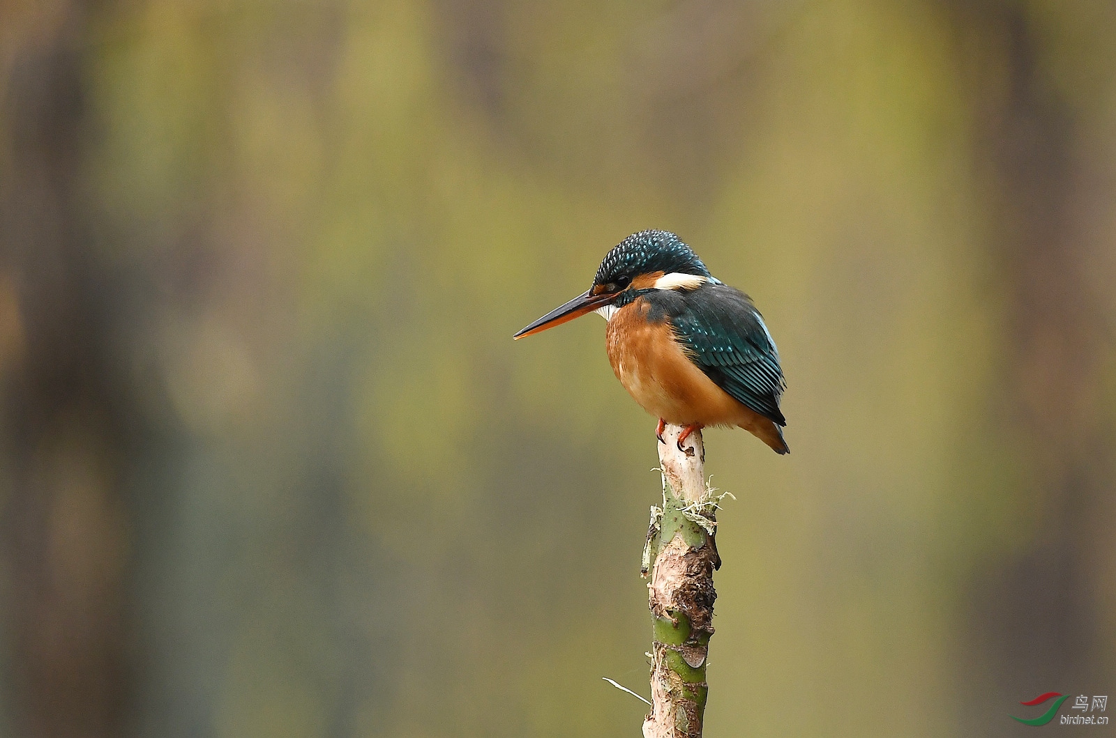 DSC_1693.jpg