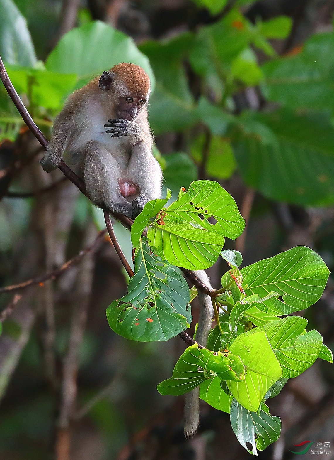 印尼长尾猕猴