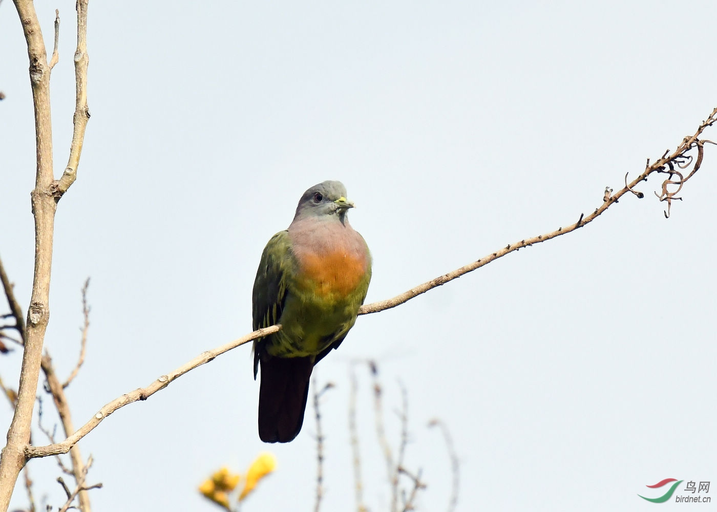 DSC_2742.jpg