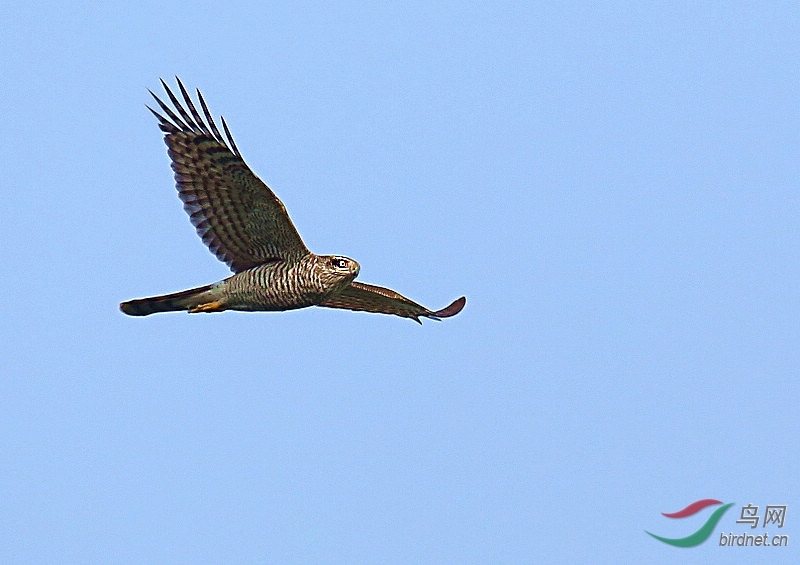 A04C4584-ss.jpg