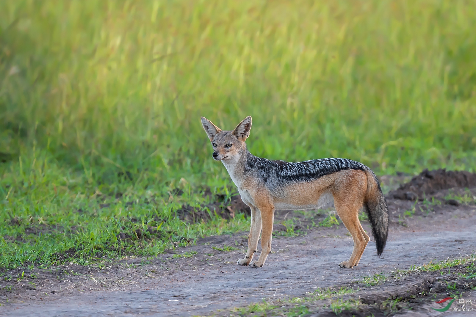 非洲豺(祝贺荣获首页动物精华)