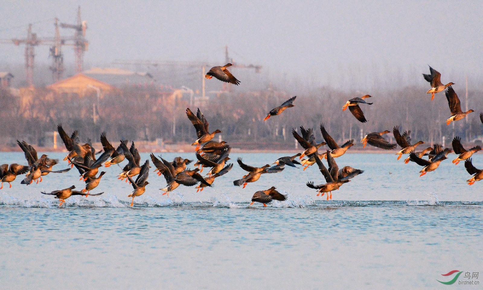豆雁群傍晚腾飞