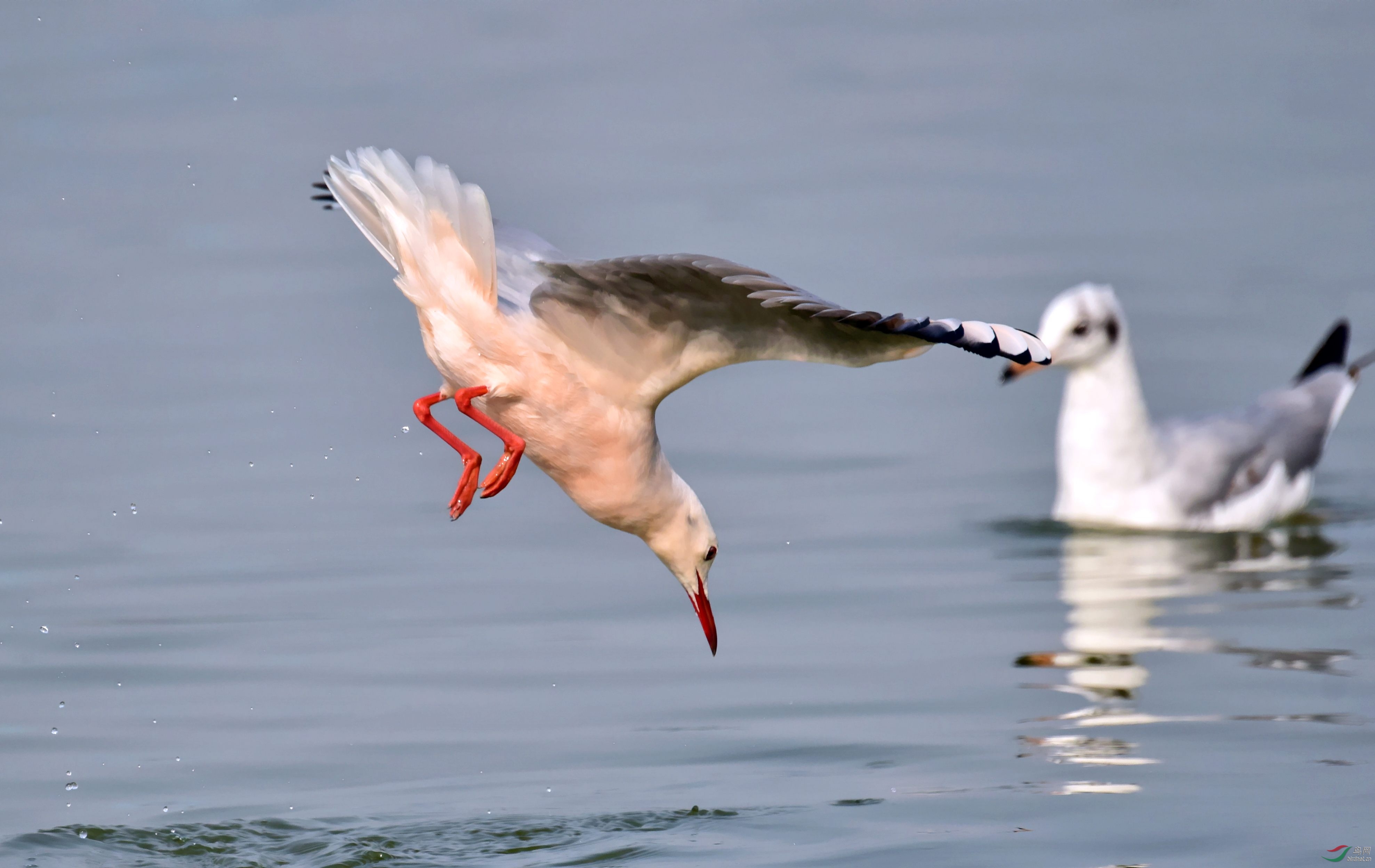 DSC_4322_conew1.jpg