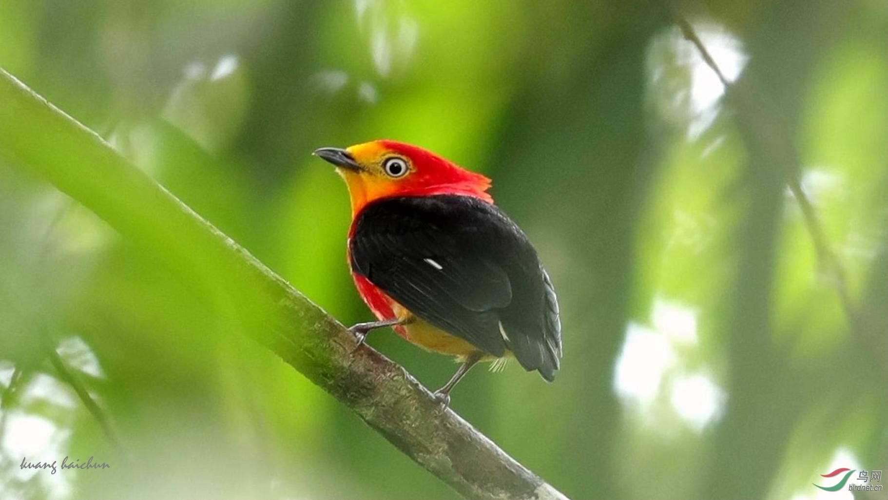 密林深处斑尾娇鹟祝贺荣获首页精华