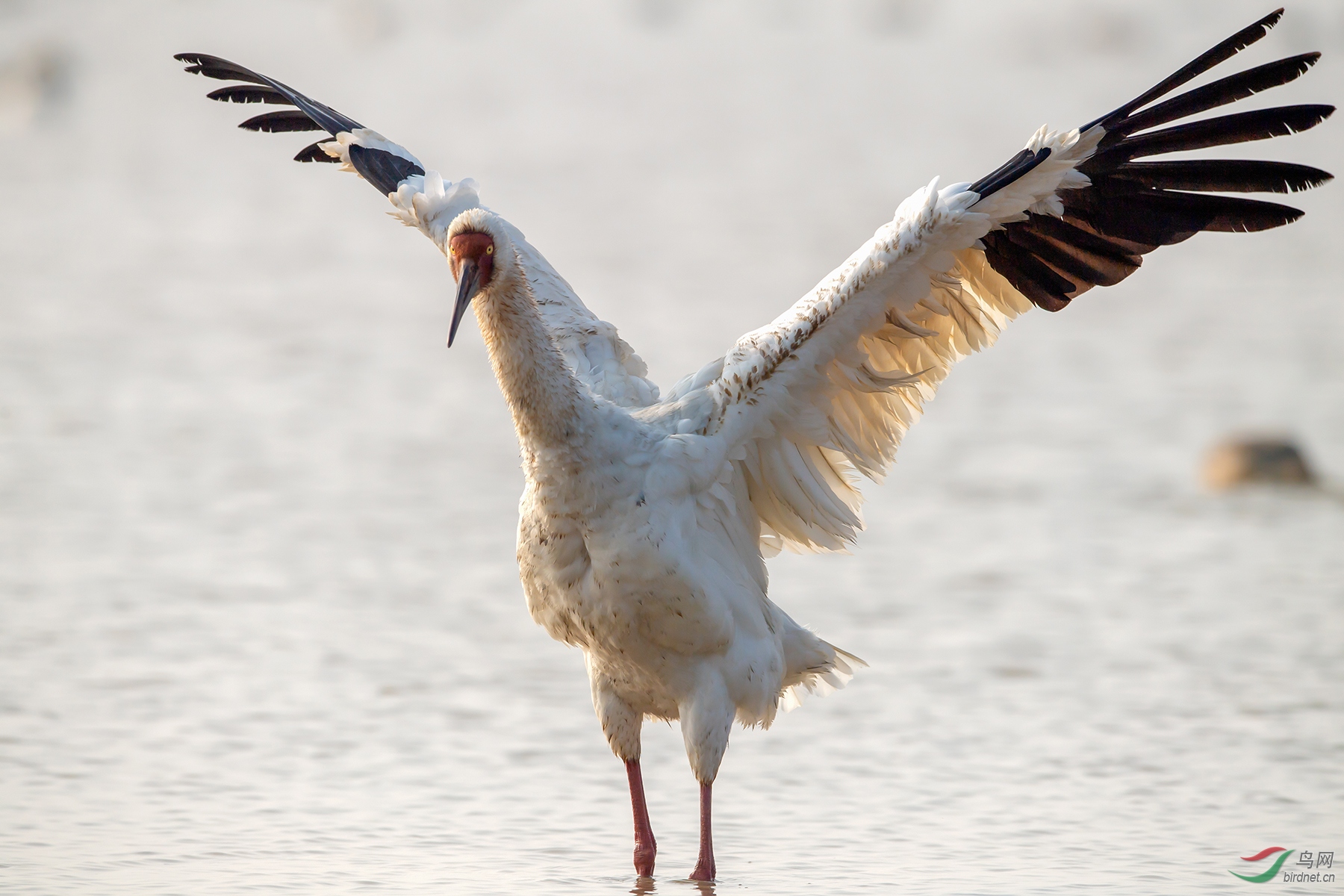 白鹤展翅