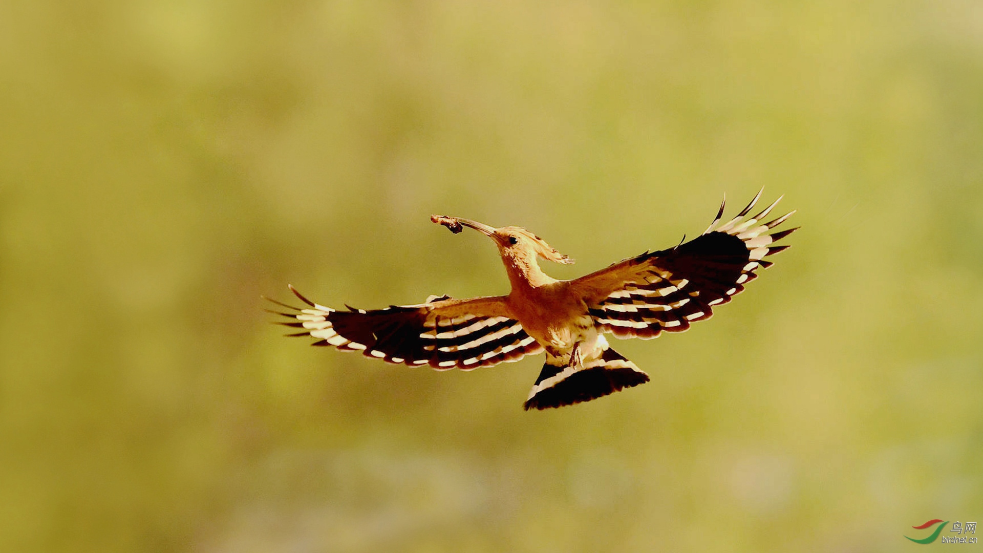 DSC_9759_�� ������_����_����.jpg