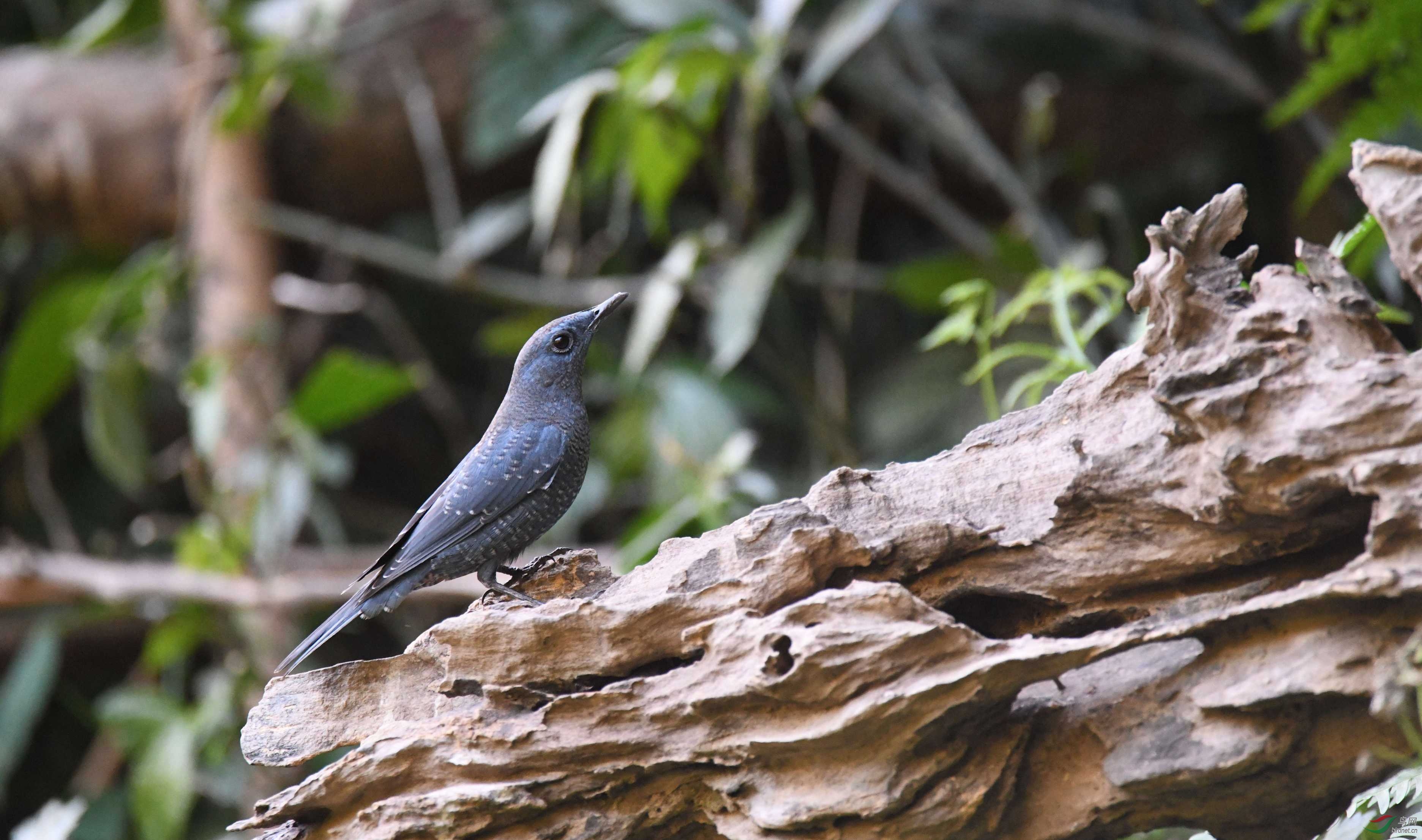 藍磯鶇_雲南騰衝犀鳥谷_20191228_dsc_0848_副本3.jpg