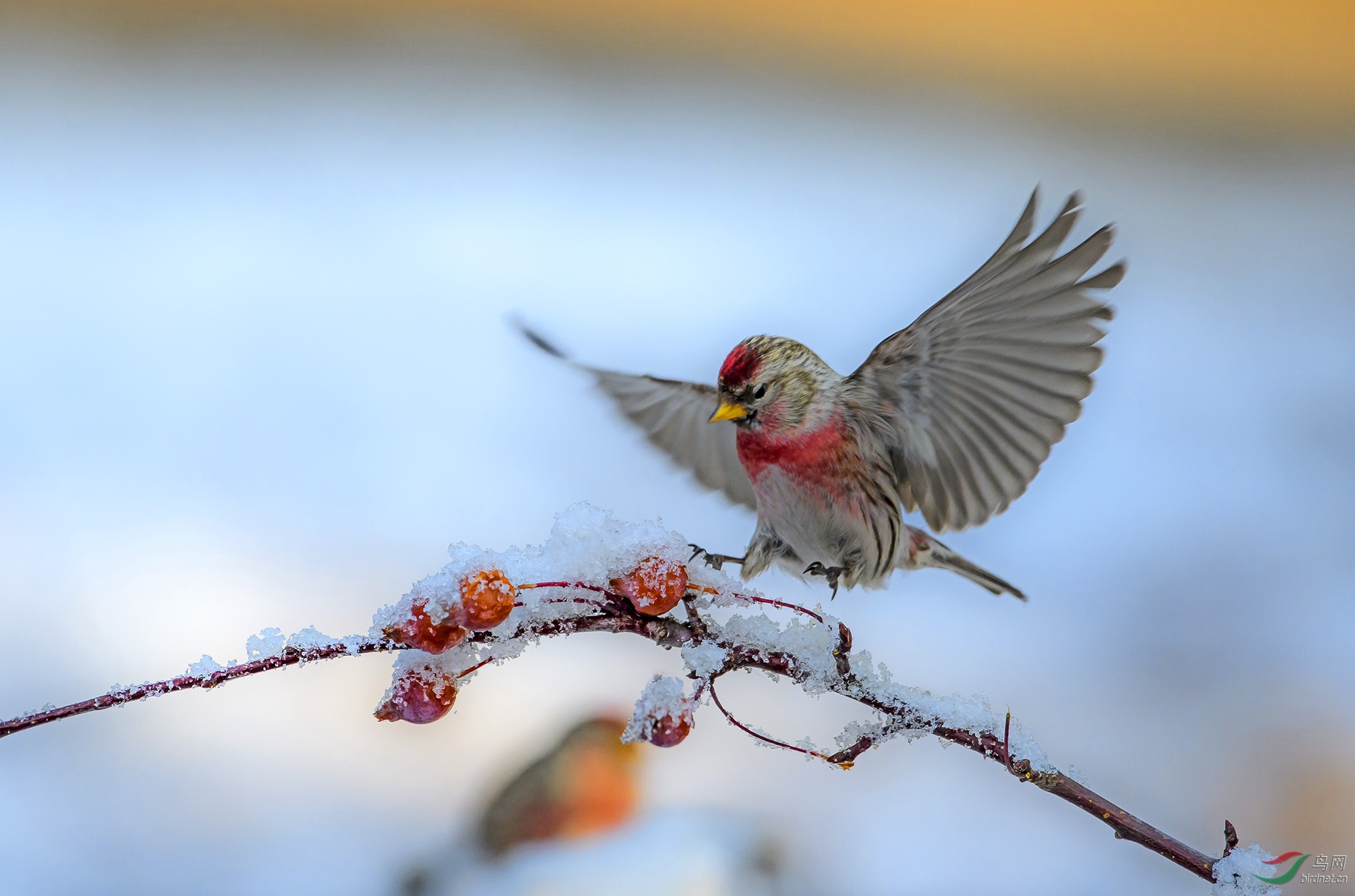 白腰朱顶雀 (贺获鸟类精华)