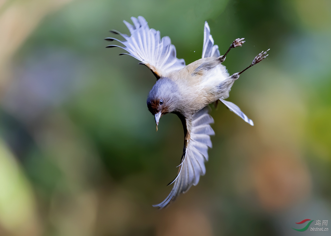 ���߳���