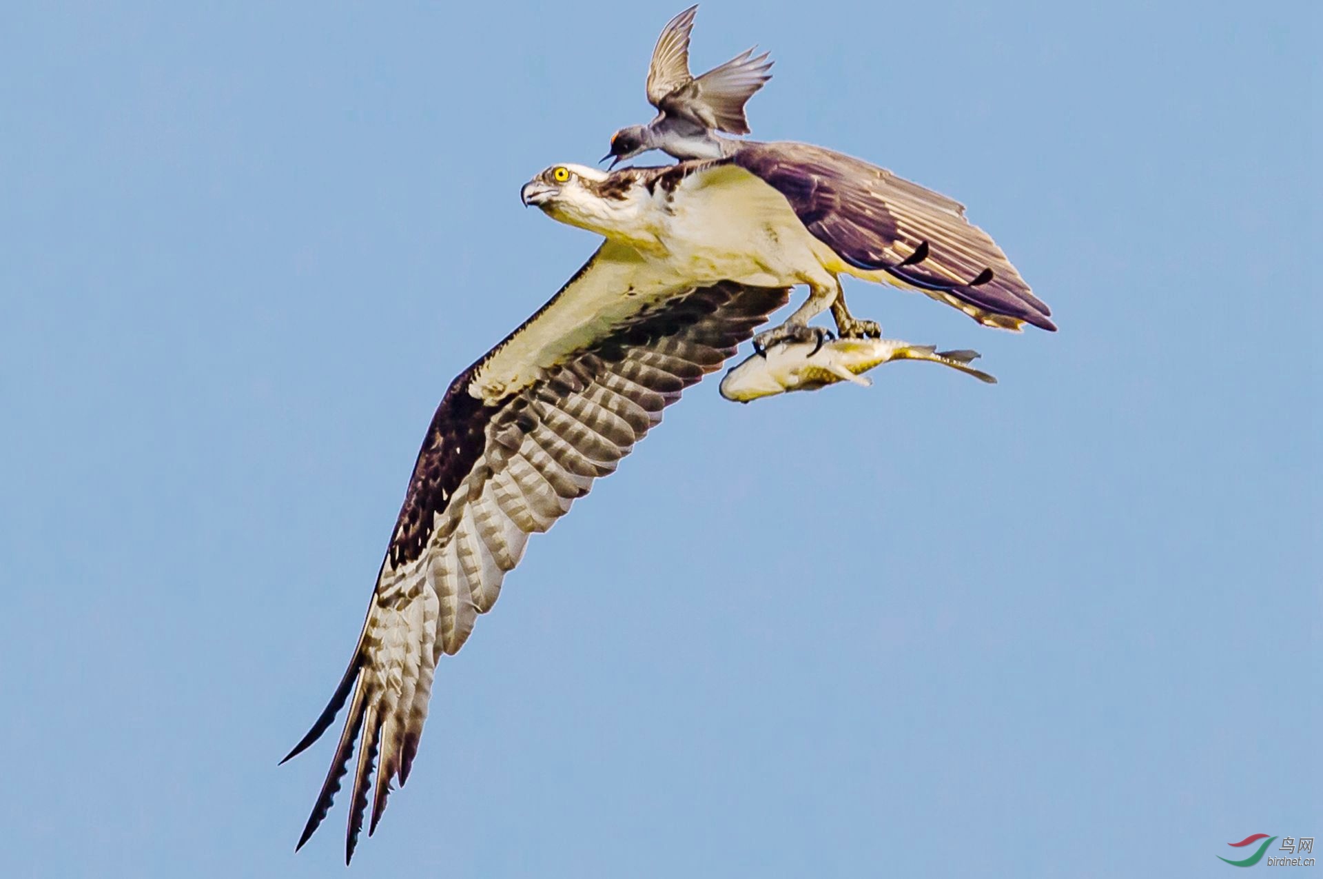 �������� -����3.jpg