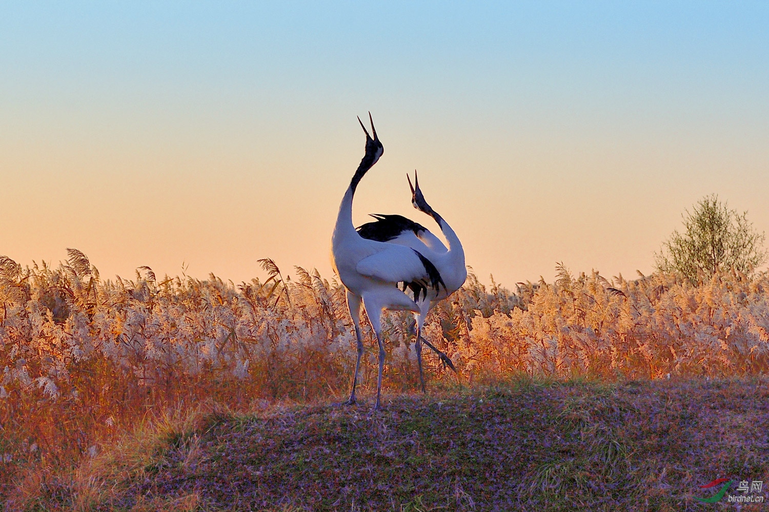 鹤鸣报春-丹顶鹤