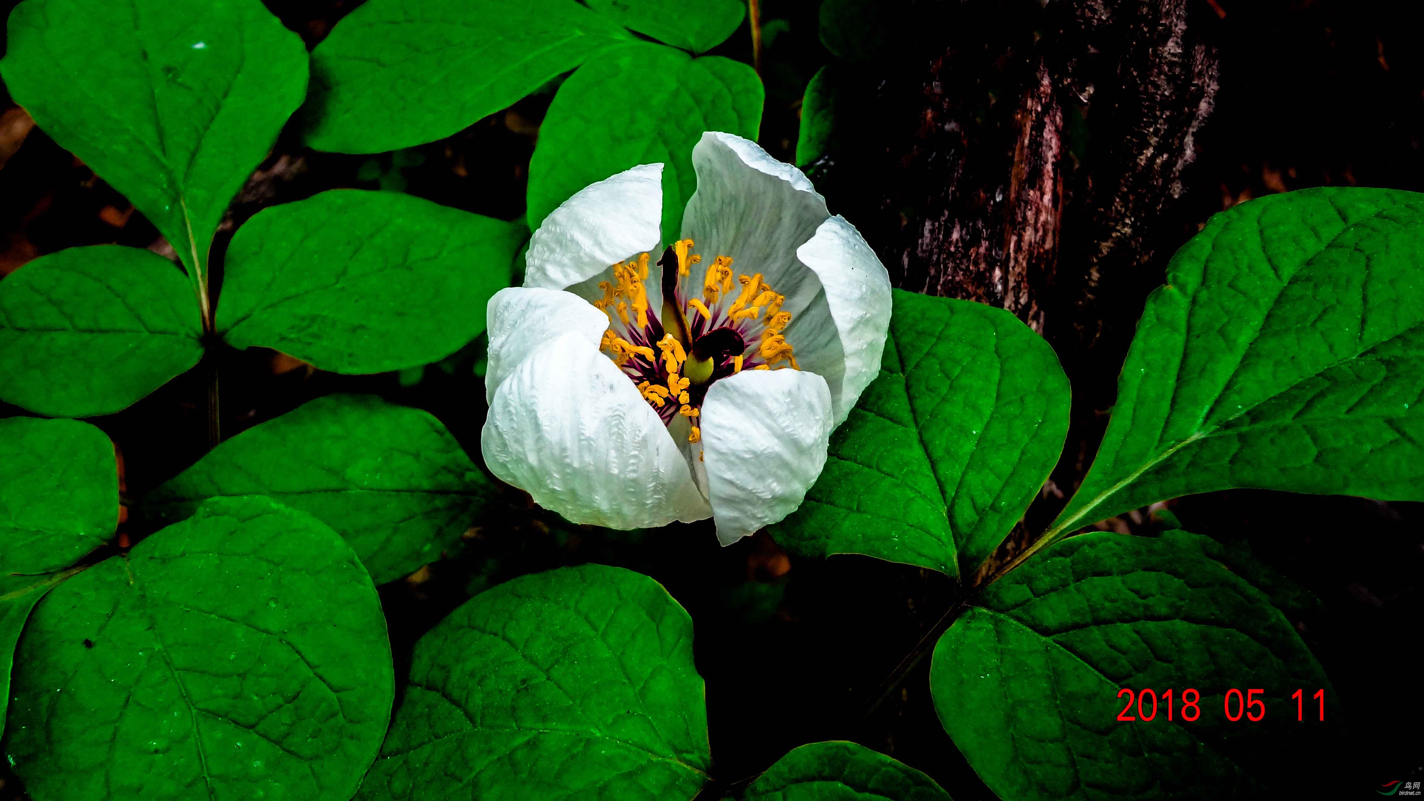 纯正野生芍药花