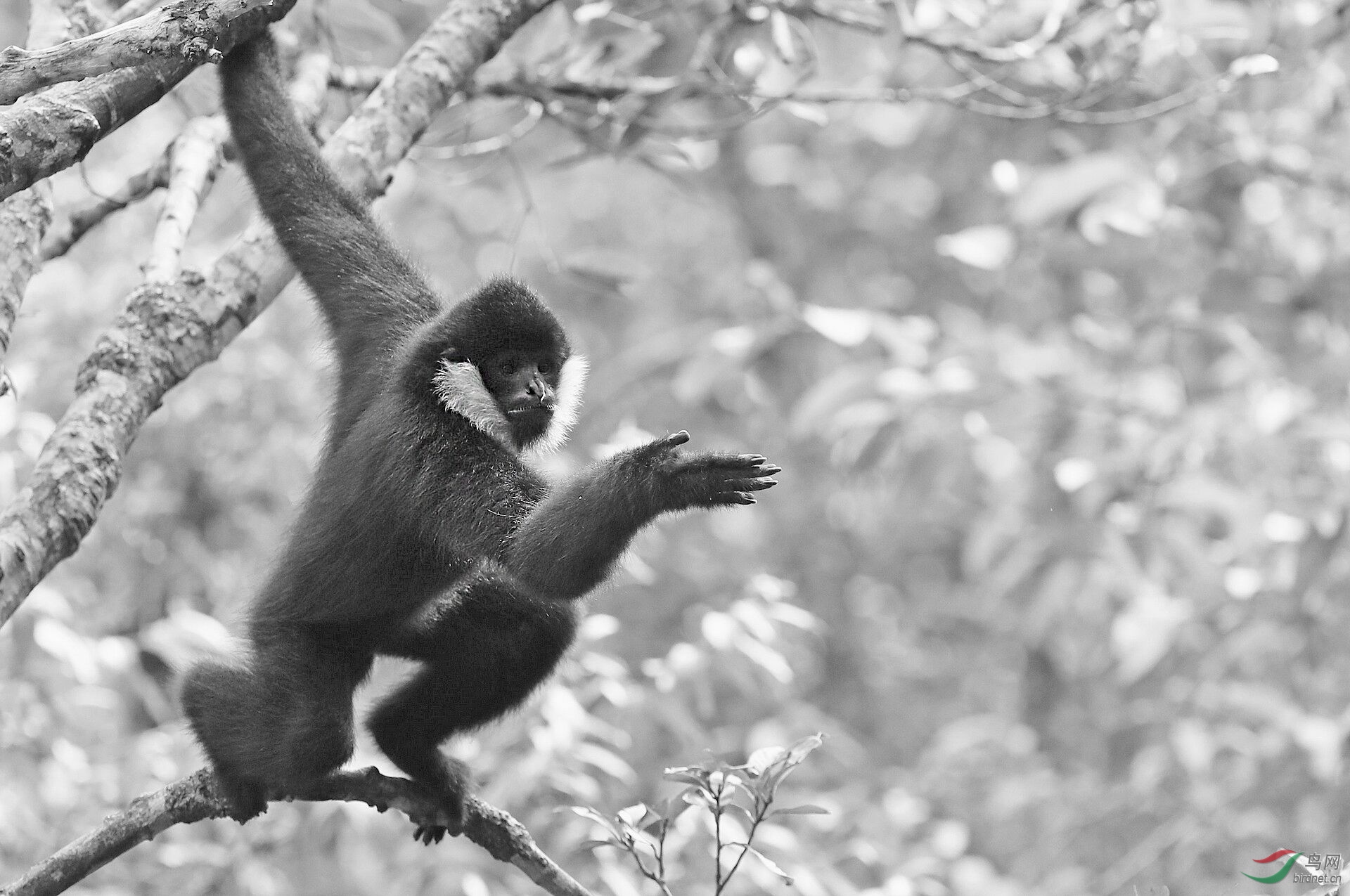 白颊长臂猴 — 祝贺黑白版块 !-祝贺老师荣获黑白影像首页精华!