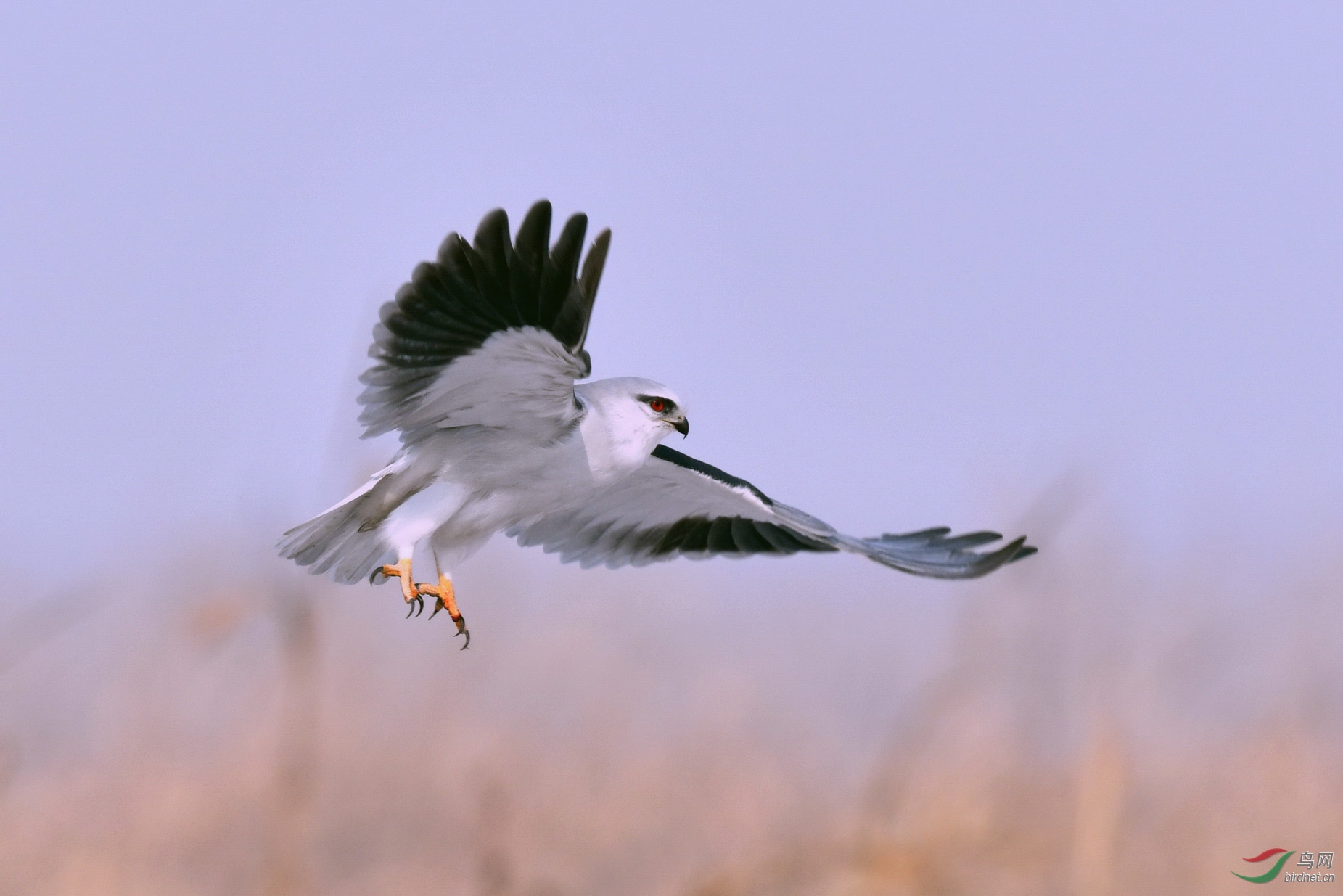 DSC_7453v03.jpg
