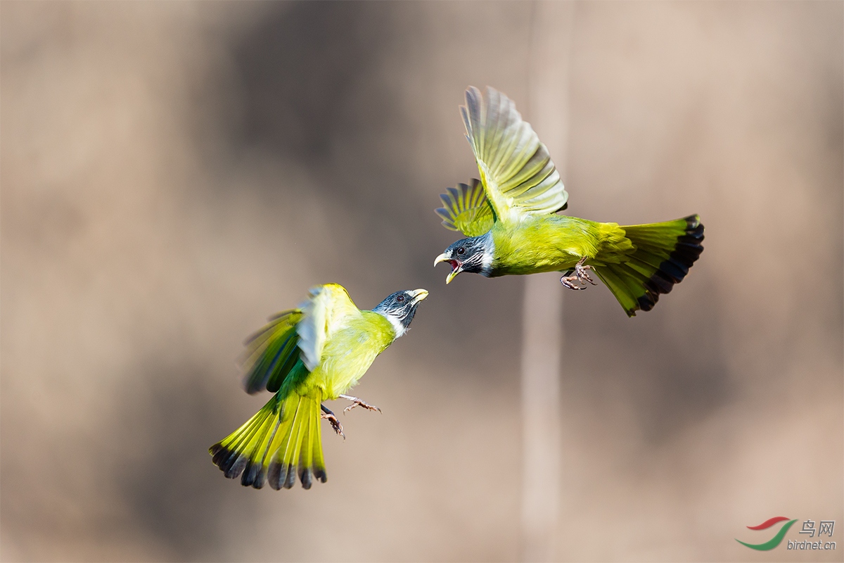 又双叒叕干上了