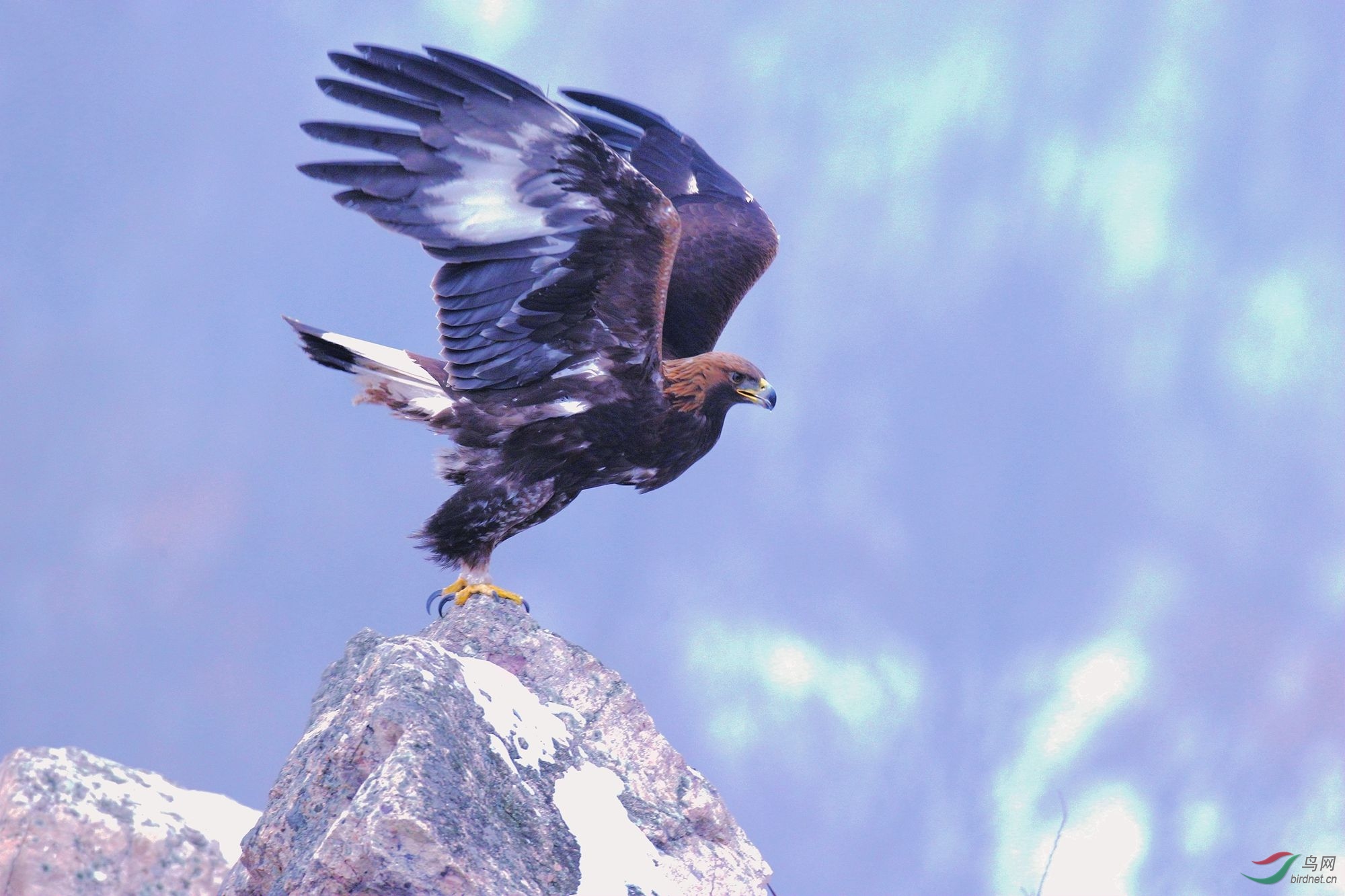 奋起(祝贺荣获首页鸟类精华)