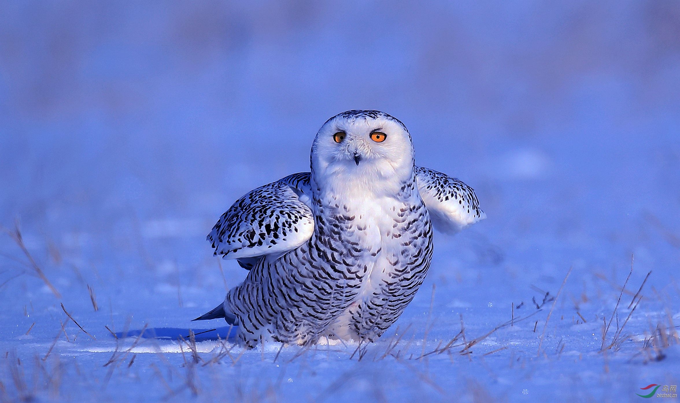 雪鸮(大庆林甸)