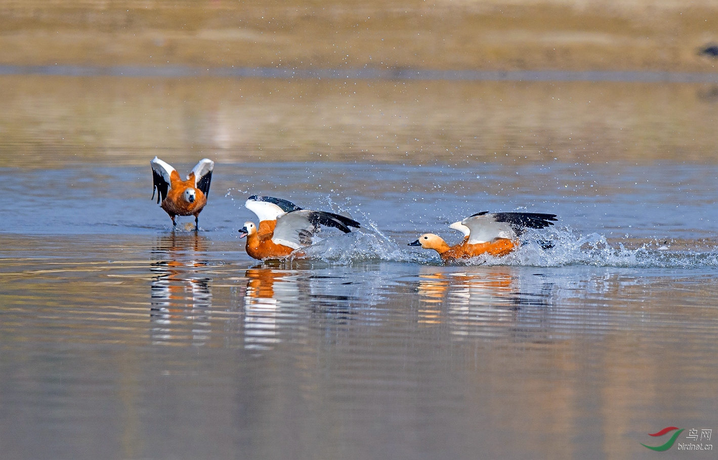 DSC_3459����_����.jpg