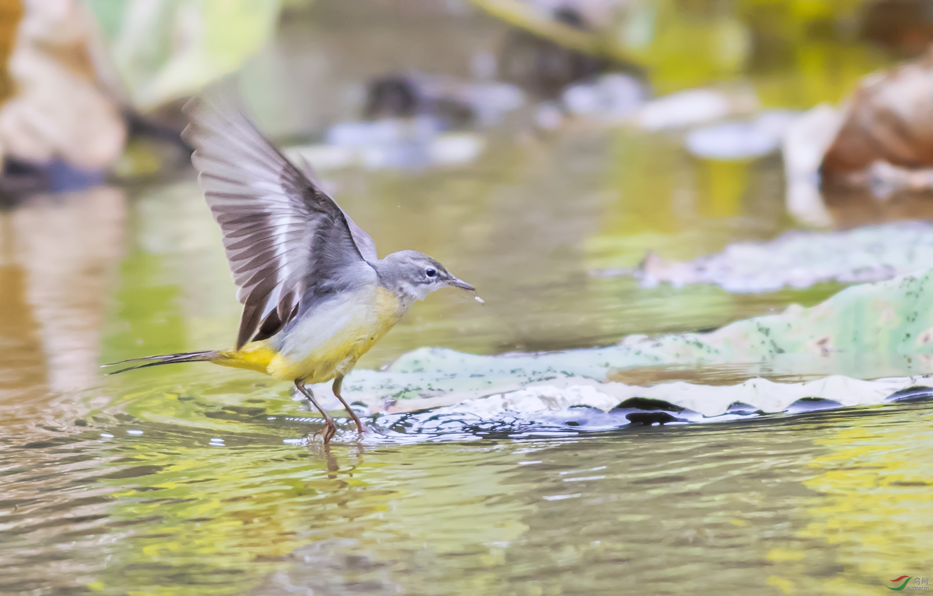 s7i5661--1 黄鹡鸰.jpg