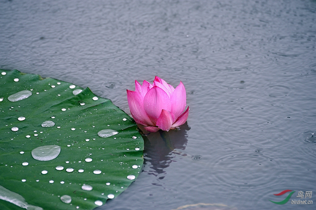 雨荷