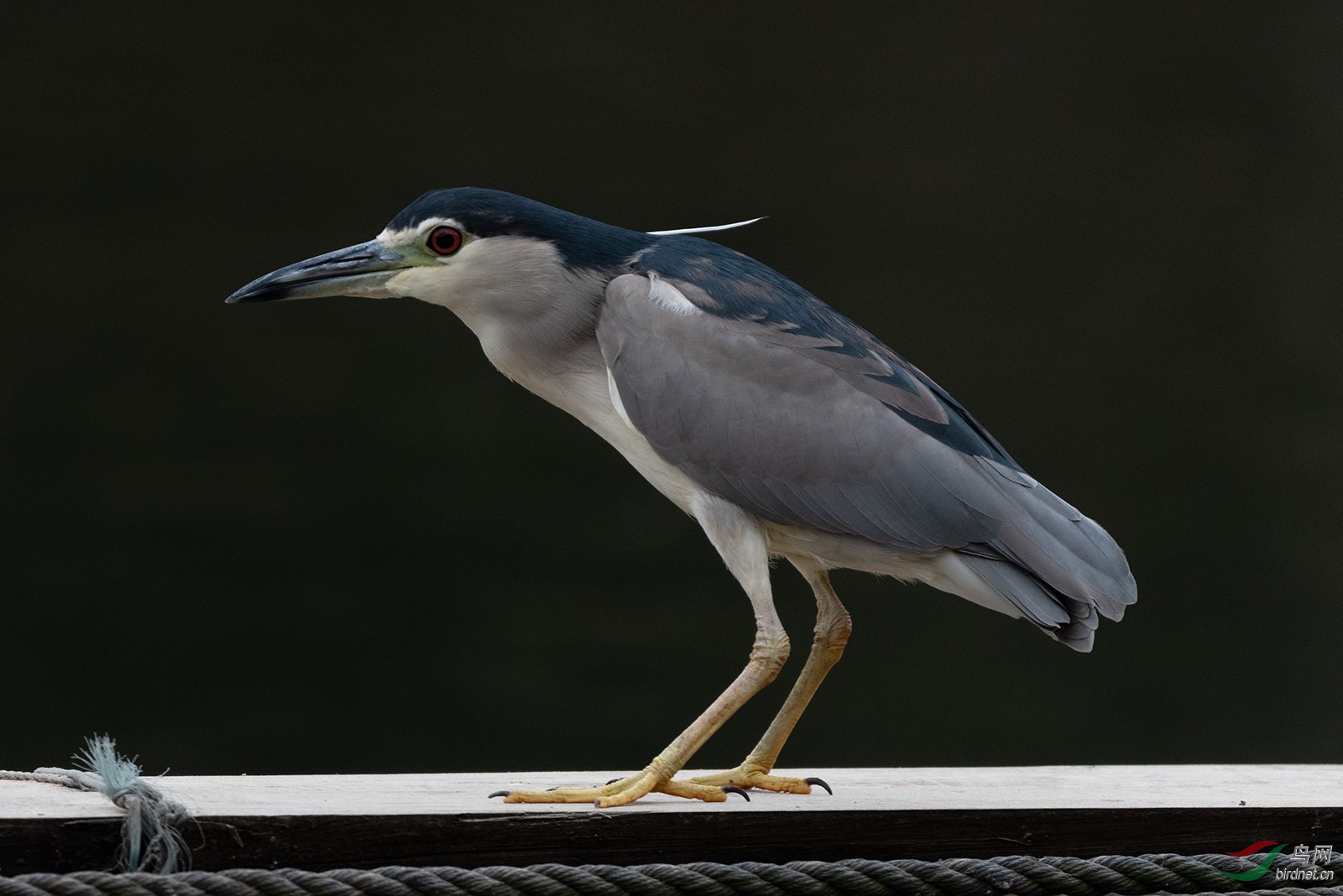 D50_4398-nw.jpg