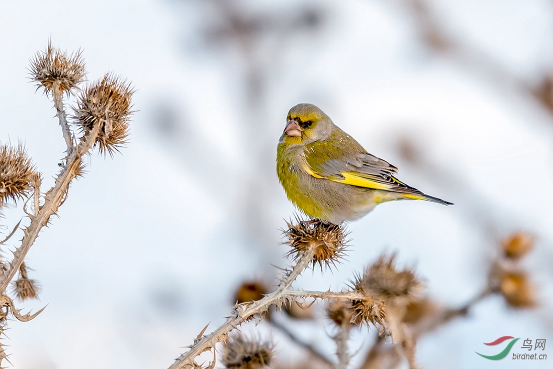 (欧金翅雀)-冬日小憩
