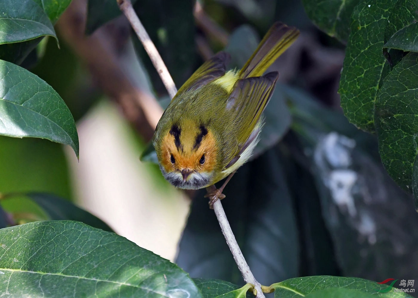 DSC_4231.jpg