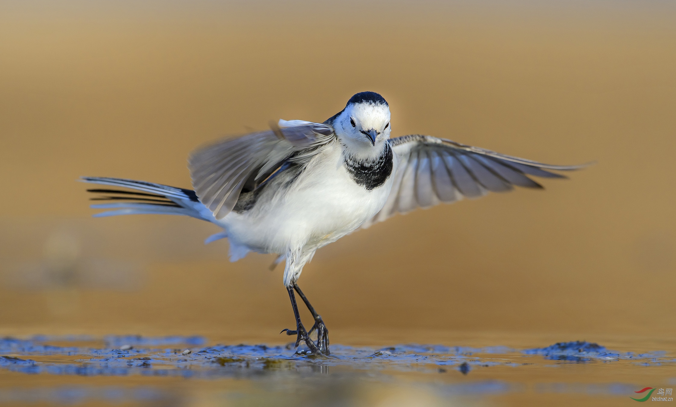 DSC_7131.jpg