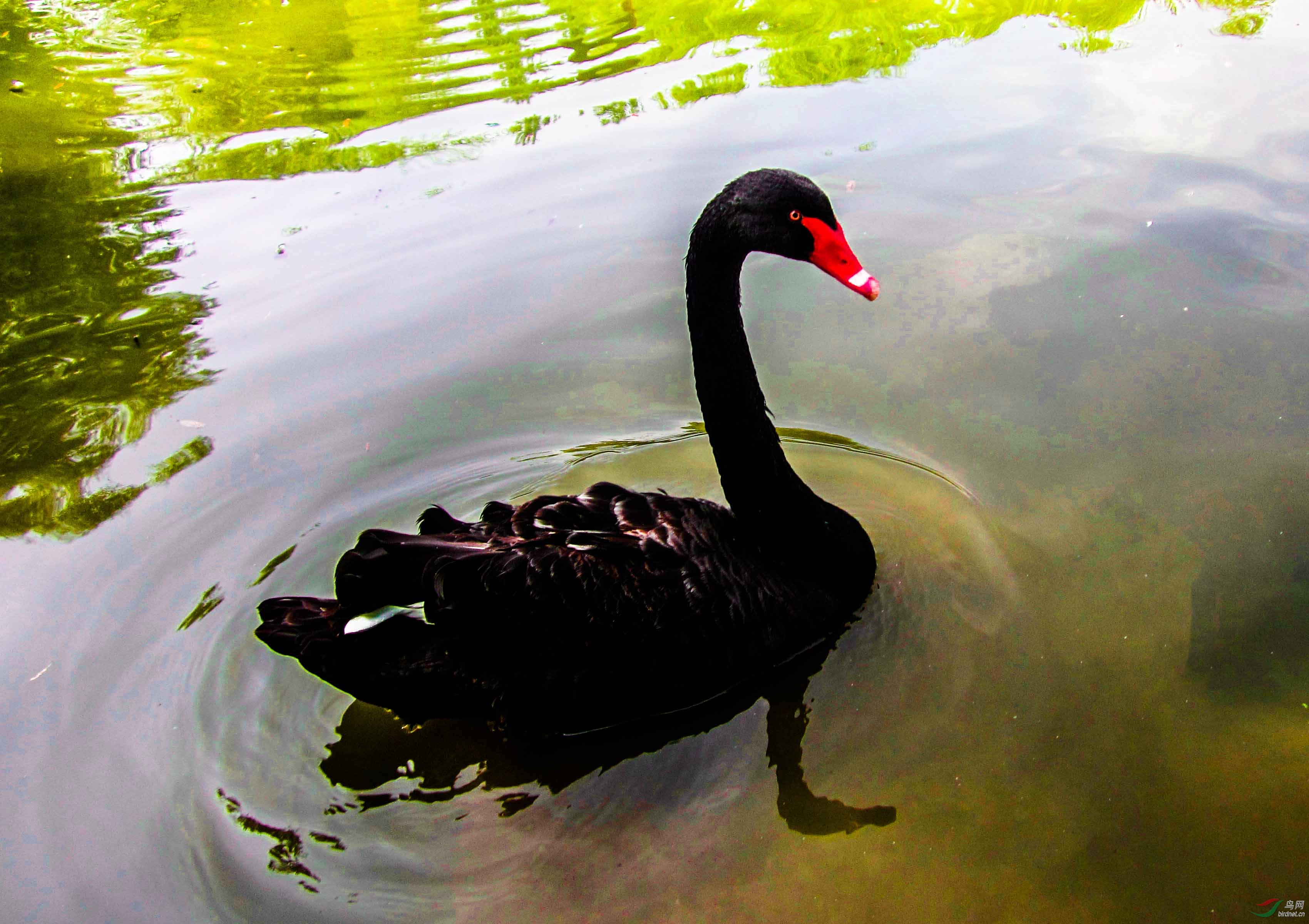 珠江公园黑天鹅图片