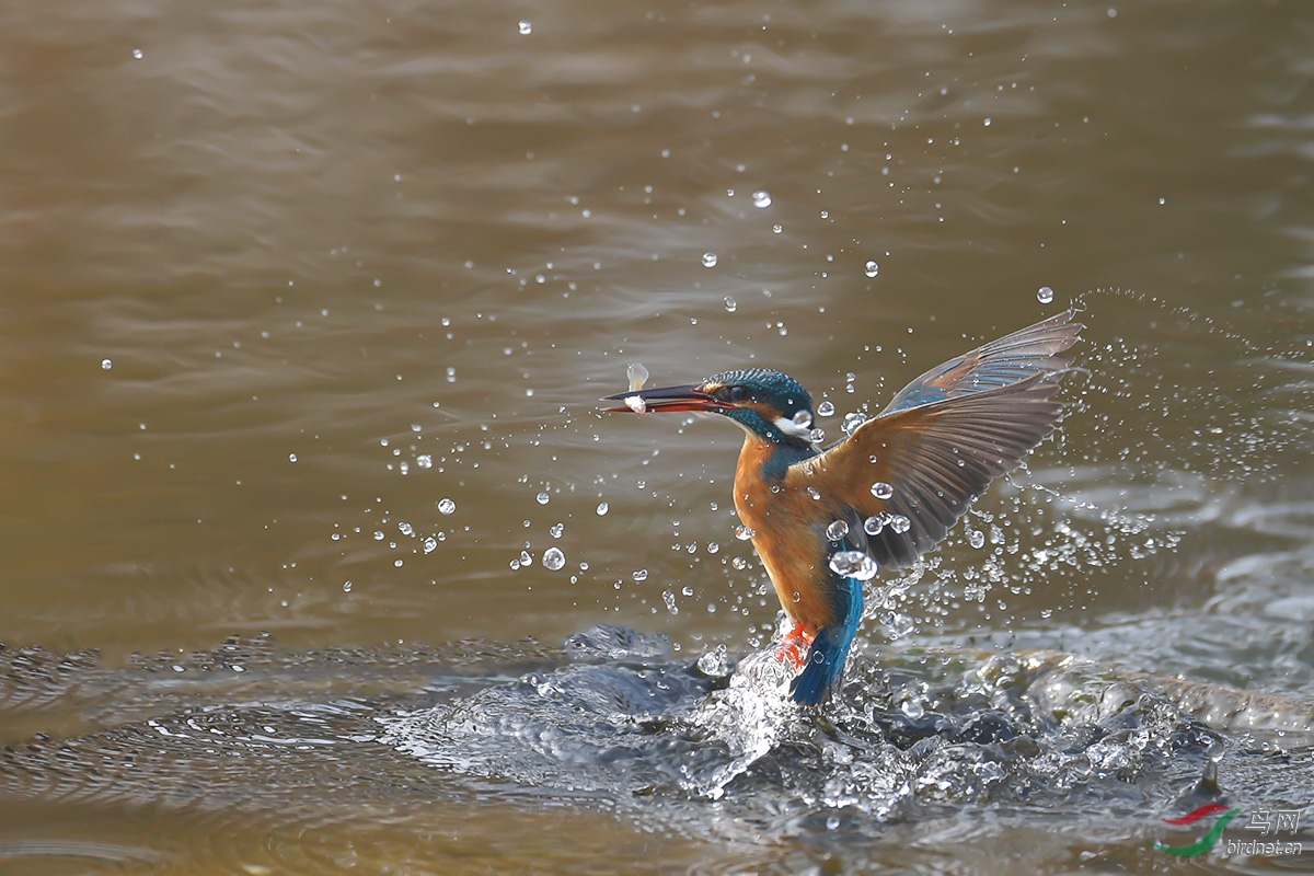 DSC_p9405.jpg