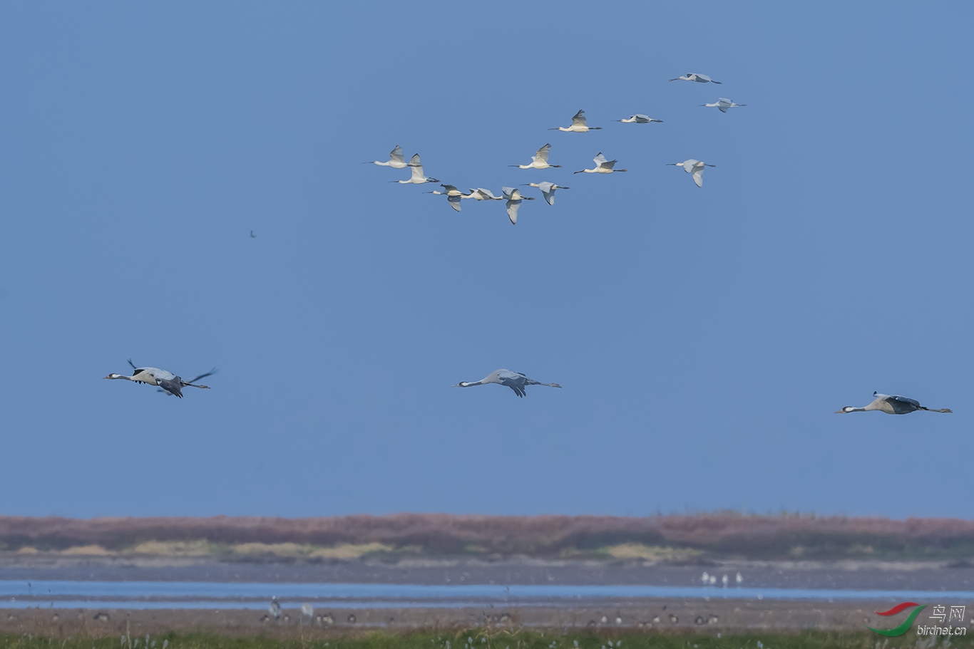 DSC_5350m.jpg