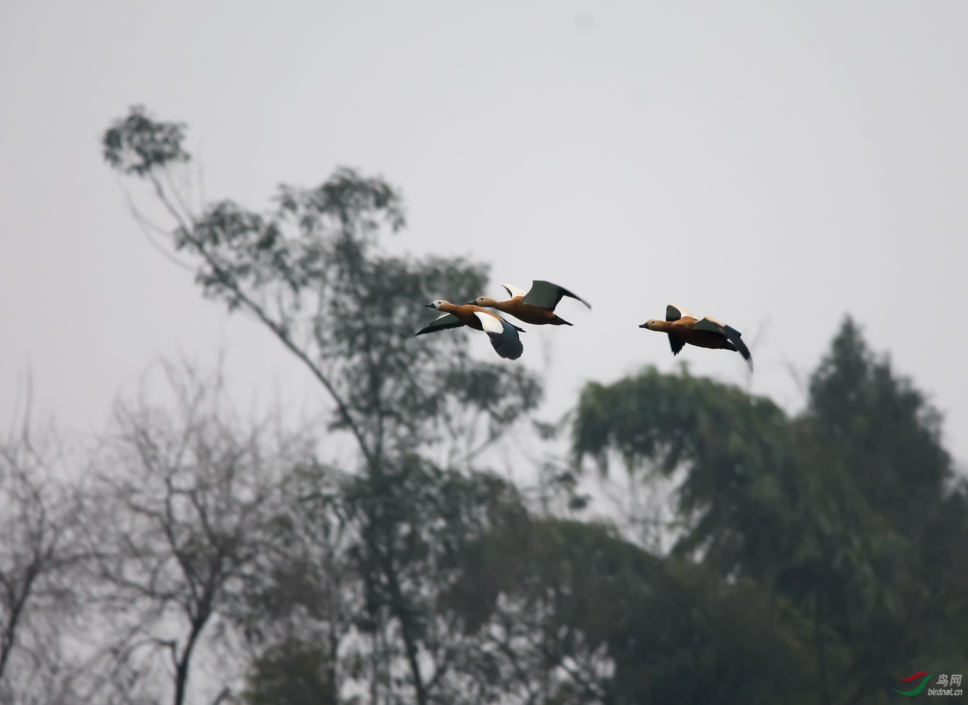 DSC_1806-1.jpg