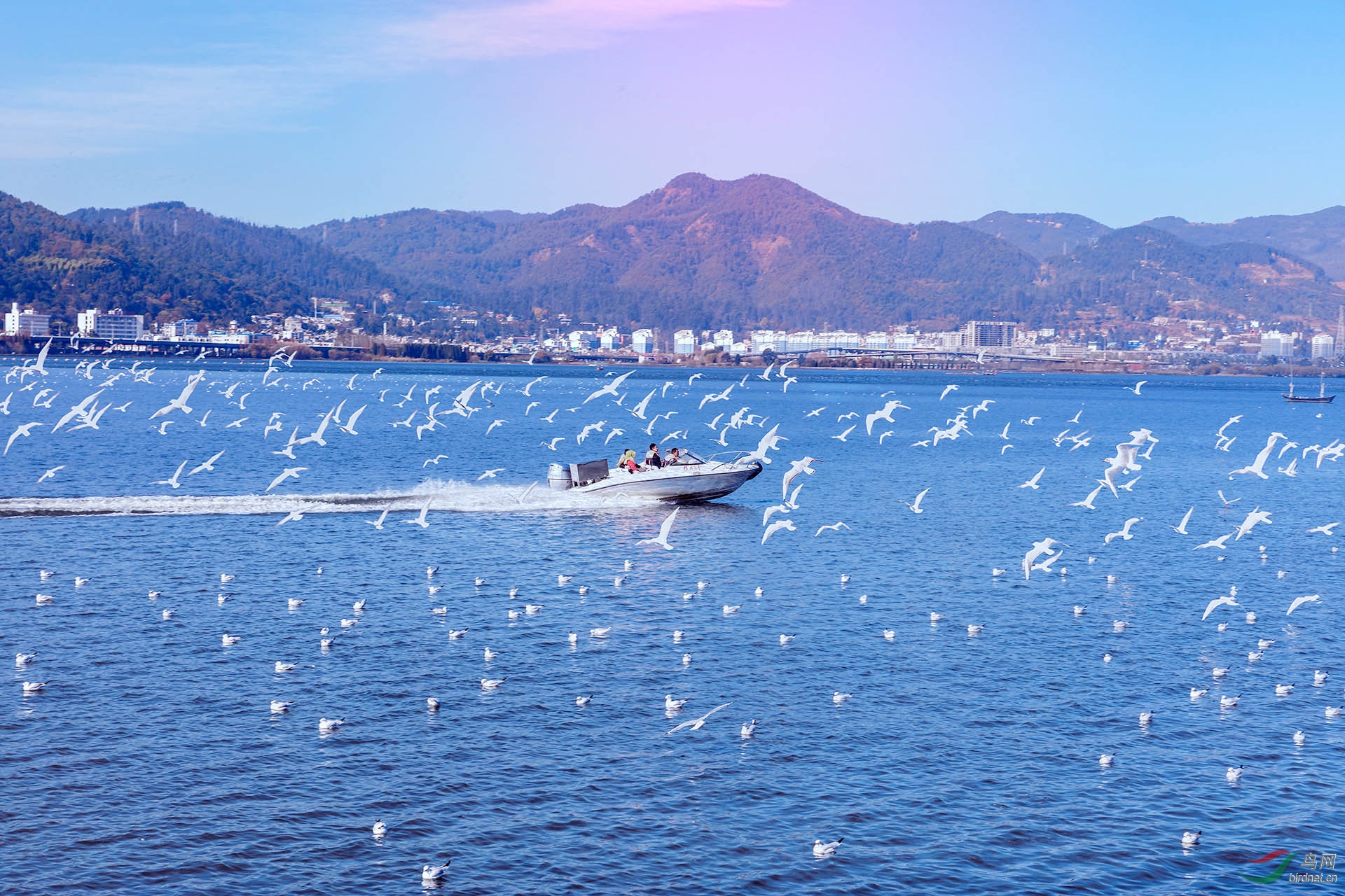 昆明滇池红嘴欧