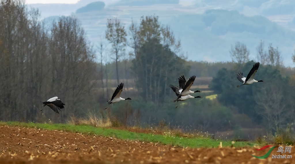 DSC_7794-0.jpg