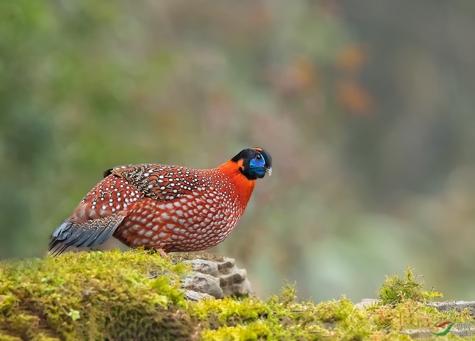DSC_8081.jpg