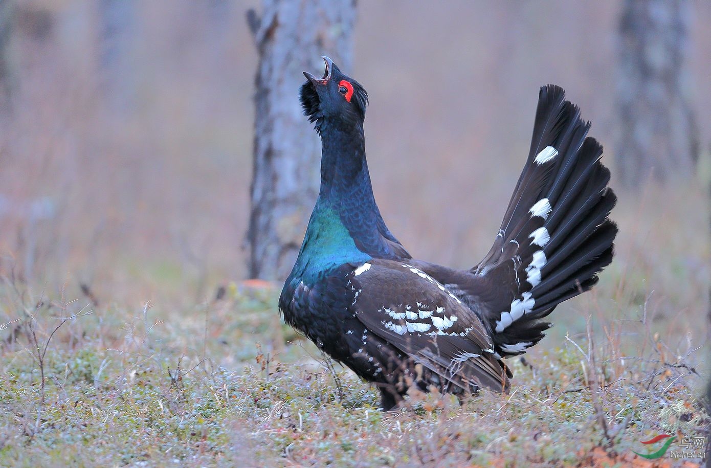 呼唤-黑嘴松鸡