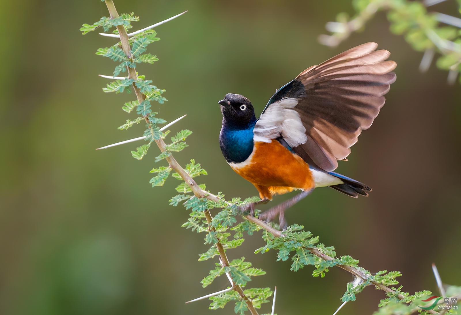 栗头丽椋鸟(祝贺荣获首页鸟类精华)