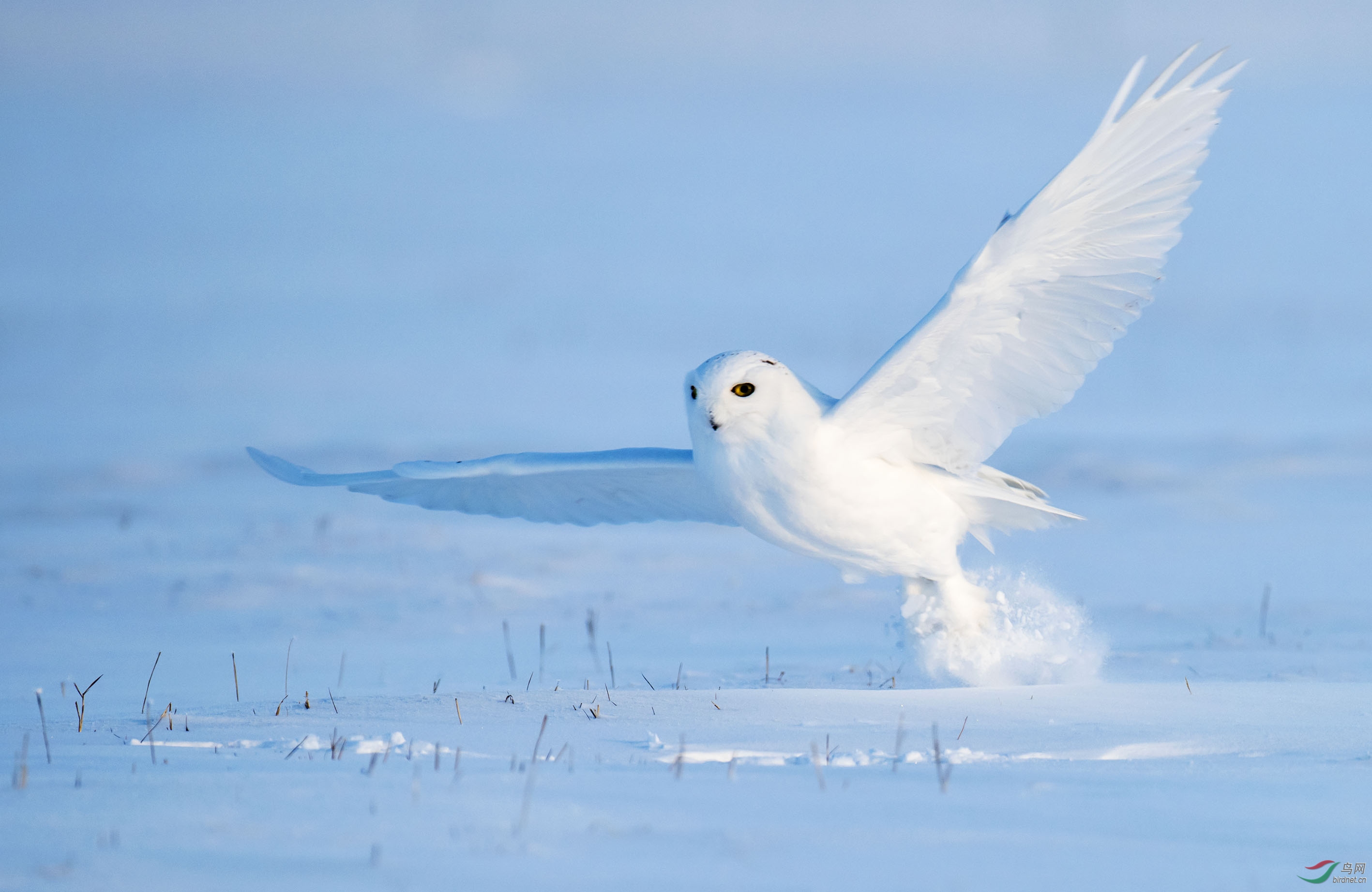 雪地飞猫——雪 