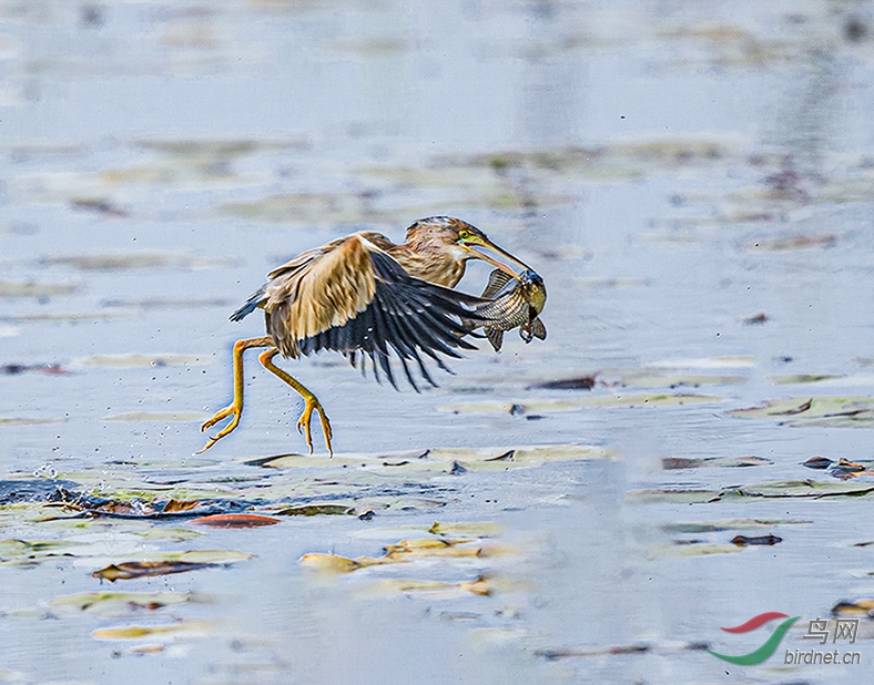 A08I6509ab.jpg