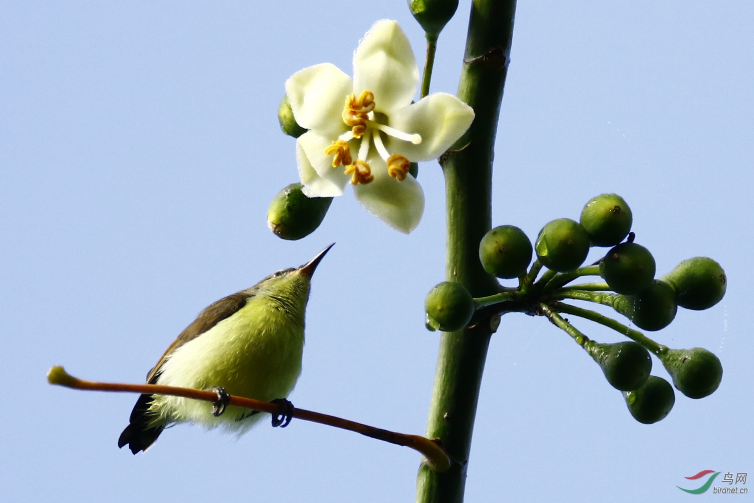 ĸ�񣬲�֪���Ǻ���