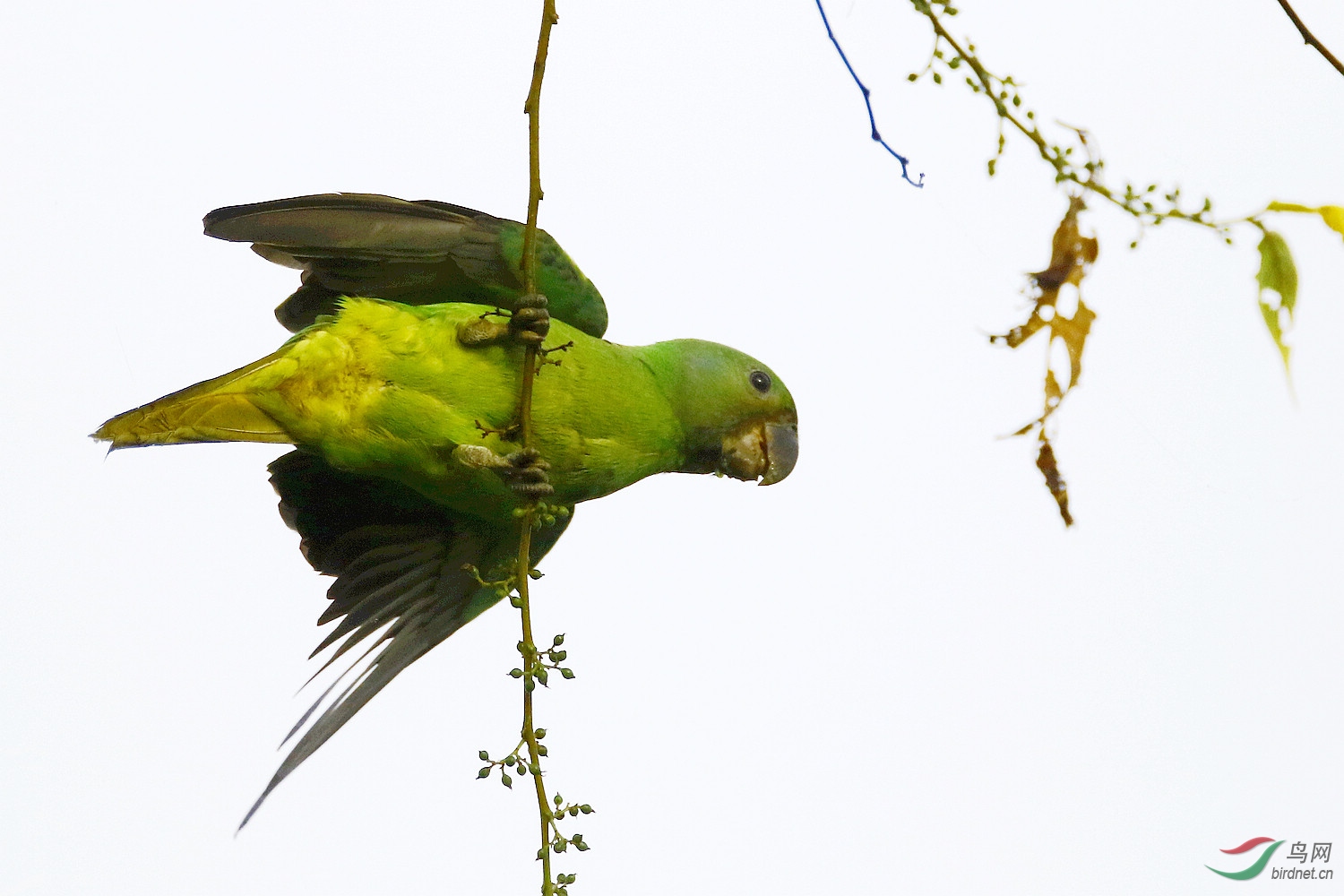 �������ɫ��������