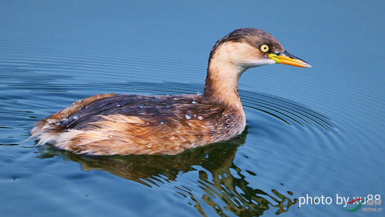 ����Լ8��