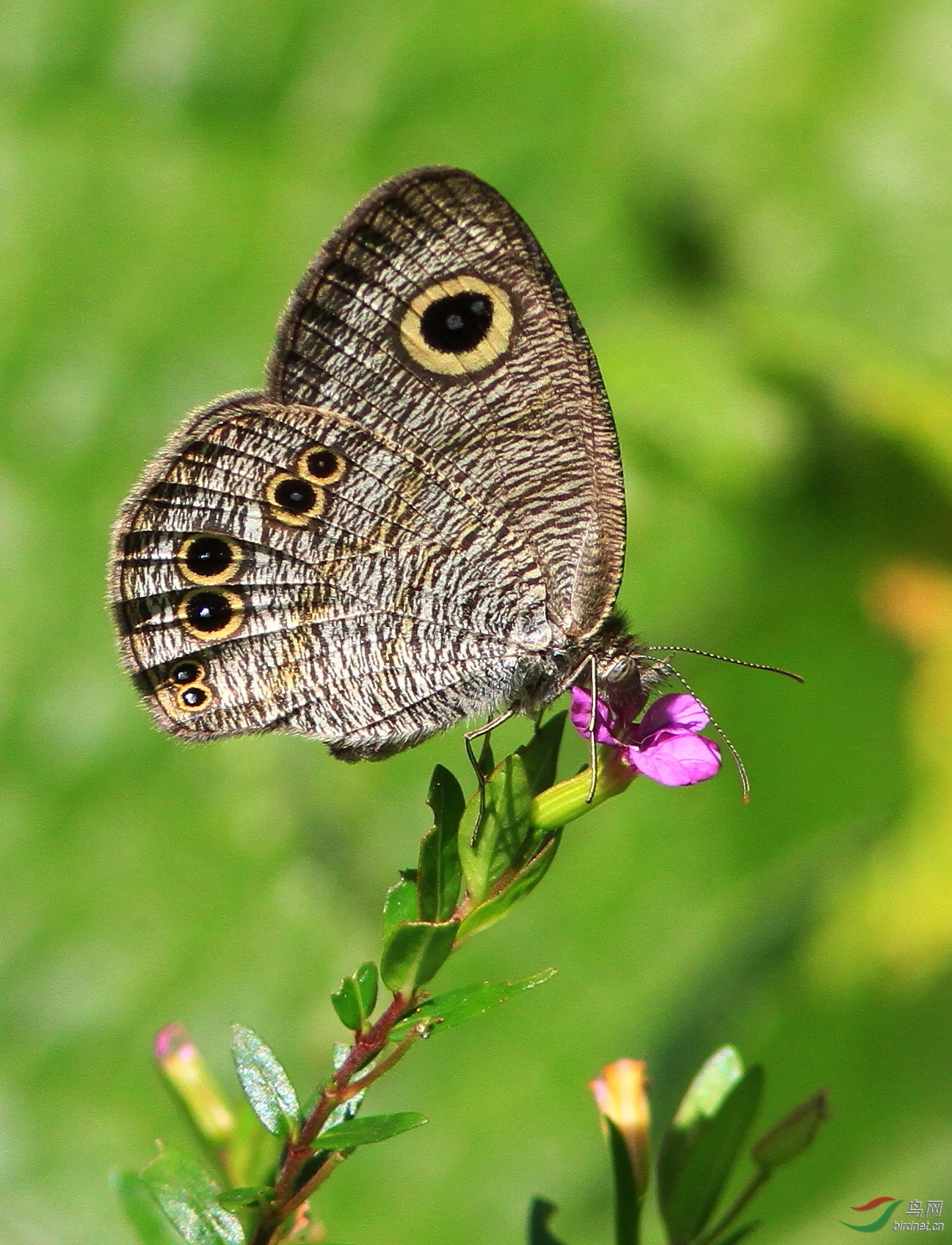 矍眼蝶(湿季型)