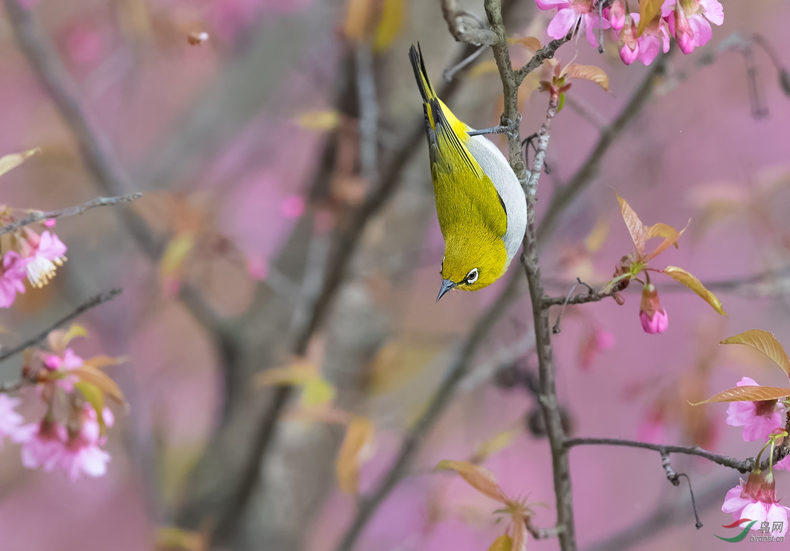 DSC_6379.jpg