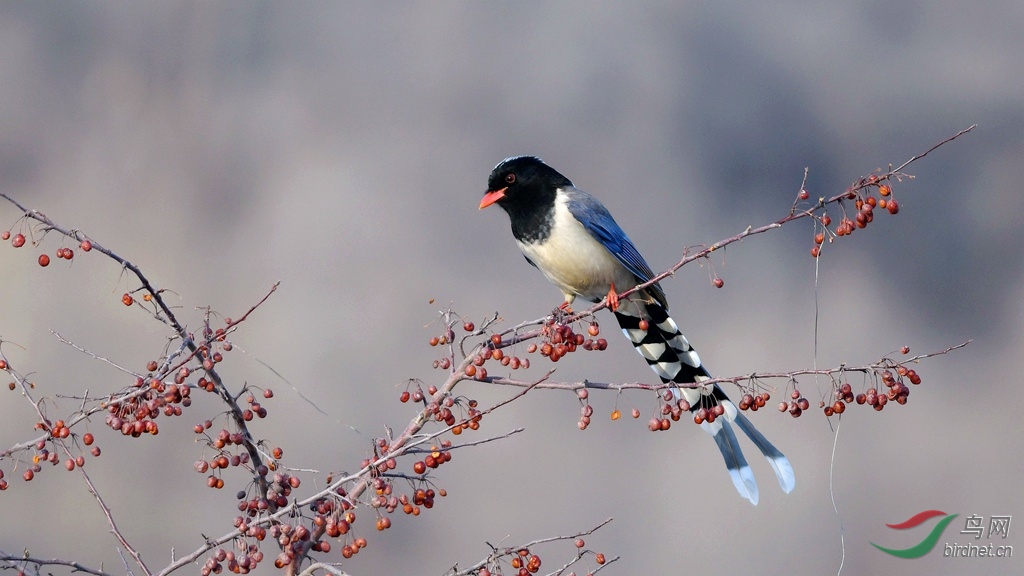 ������ȵ