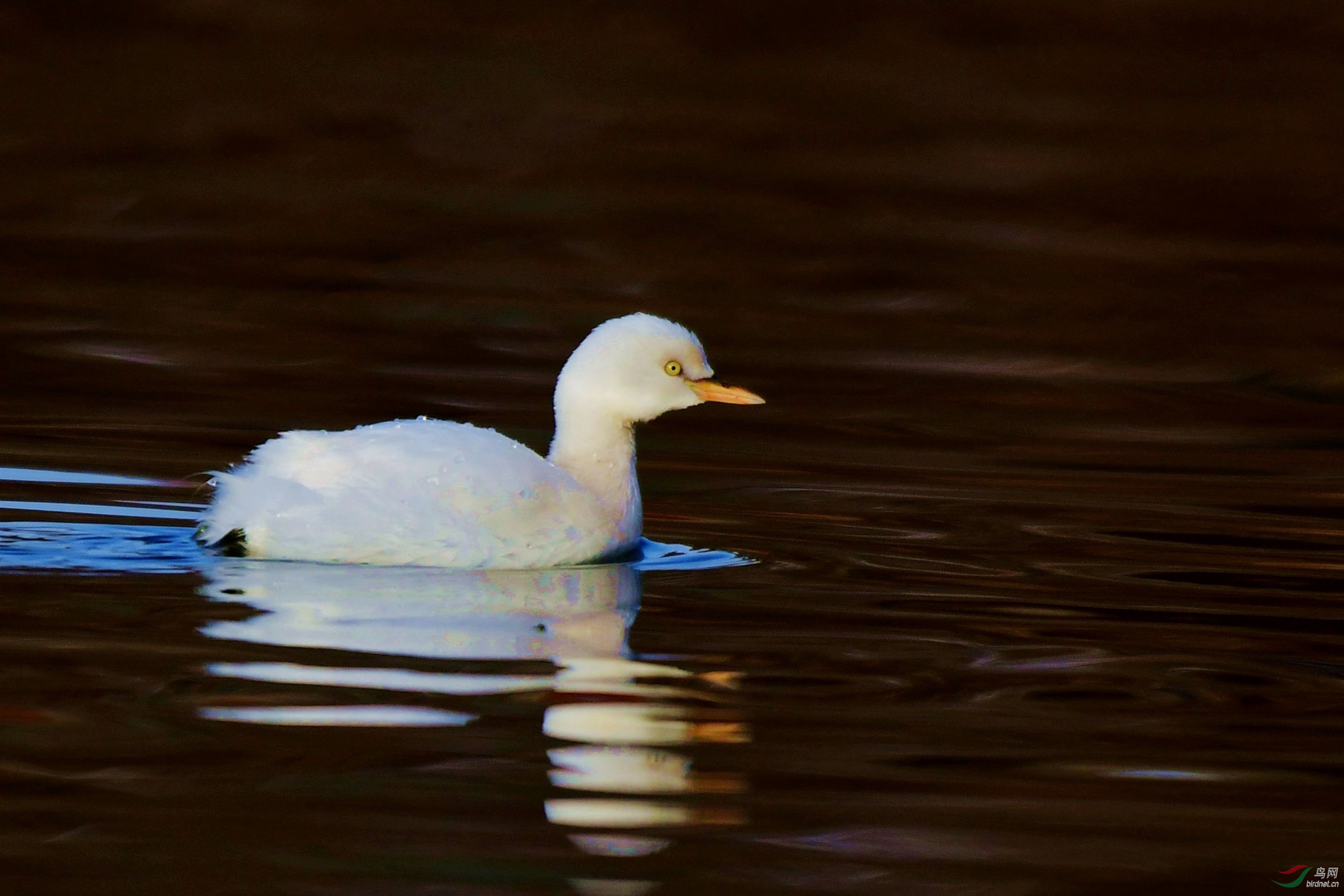 �� 1494_����.jpg