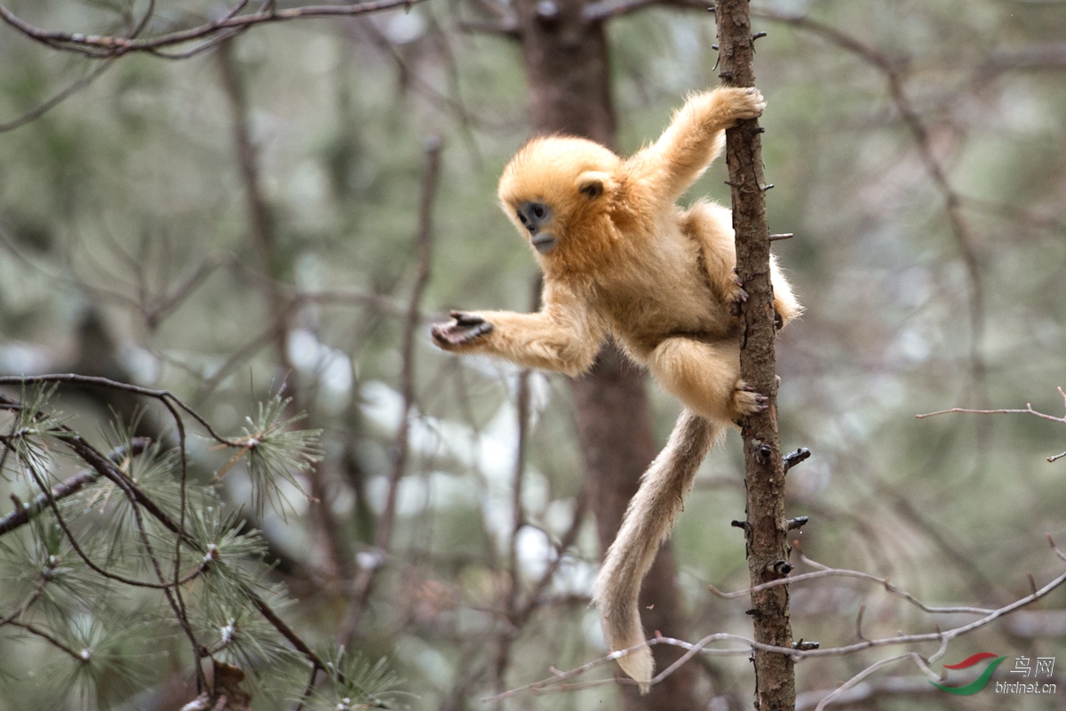 猴妈妈和她的宝贝�